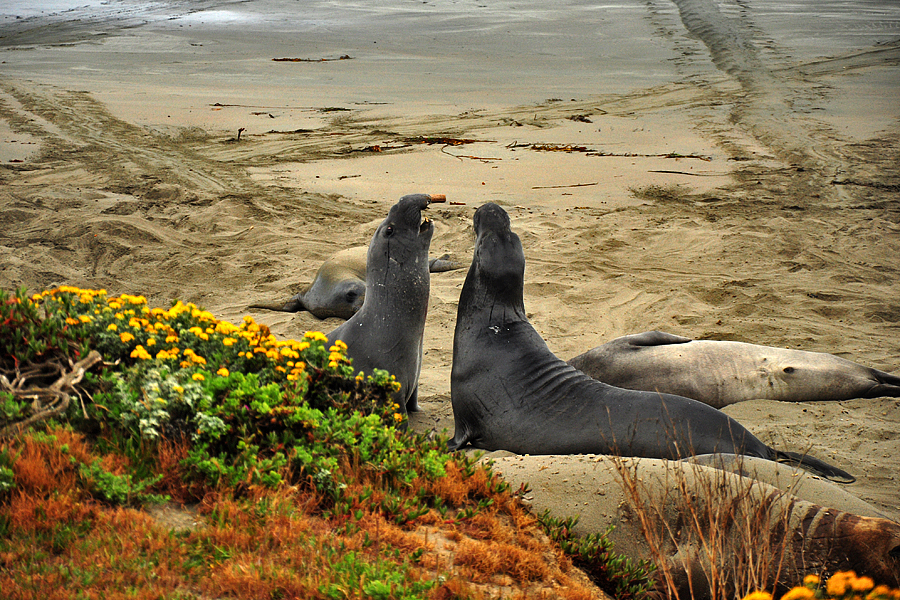 hvad som helst husdyr finansiel The Elephant Seals at Piedras Blancas, California